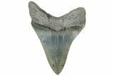 Serrated, Fossil Megalodon Tooth - South Carolina #312028-1